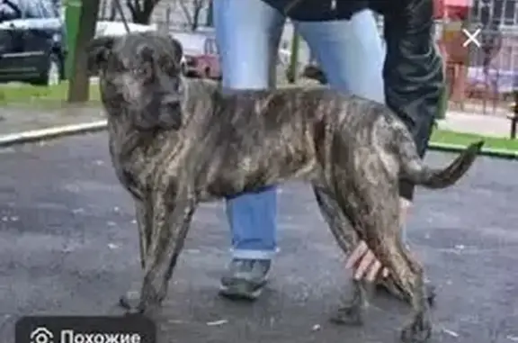 Пропал кобель кане корсо, Воронеж, пл. Ленина