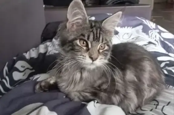 Кошки потеряшки, Тула, фото: Потеряшка кошка, ул. Седова, 49, Тула