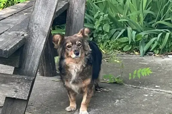 Найдена собака, Доброе, фото: Собака найдена: 42К-217, Доброе