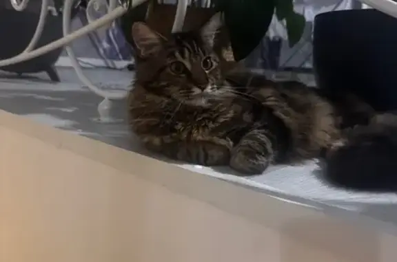 Пропала кошка, ул. Труда, 123, Урень