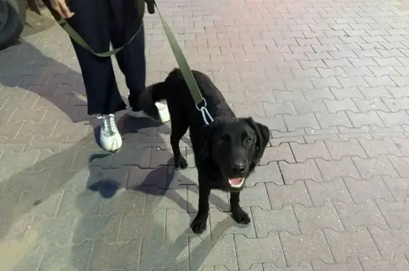 Найдена собака, Энгельс, фото: Собака найдена: пл. Ленина, 4, Энгельс