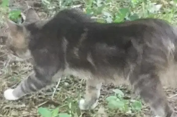 Кошка у памятника на Гурьянова, 17к2