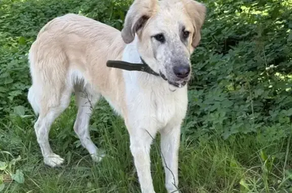 Найдена собака, ул. Стопани, 10, Ярославль