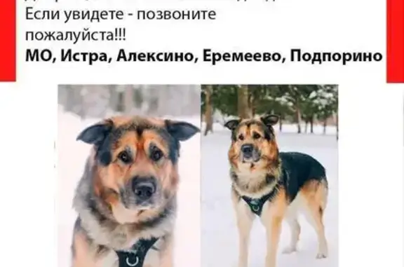 Пропала собака в д. Алексино, МО