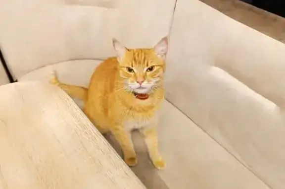 Найдена кошка, Санкт-Петербург, фото: Кошка найдена: Евдокима Огнева, 54