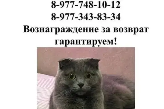 Пропала кошка, Енисейская ул. 28 к1 с1