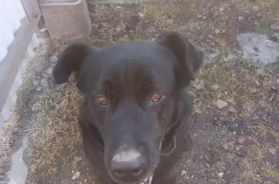 Пропала собака, Георгиевская 2, Поповка - photo