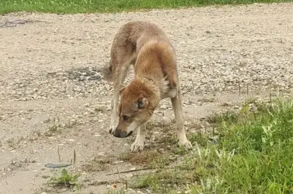 Найдена собака, , фото: Найдена собака, Фряновское шоссе
