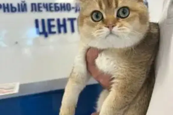 Пропала кошка, ул. Маяковского, 20