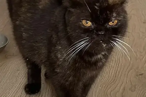 Найдена кошка, Тамбовская ул, 63