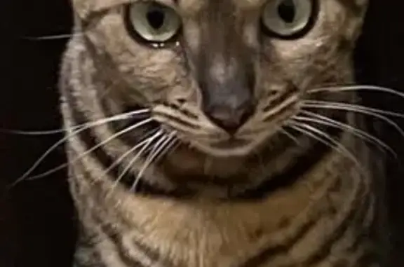 Пропала кошка, МО, 3 года