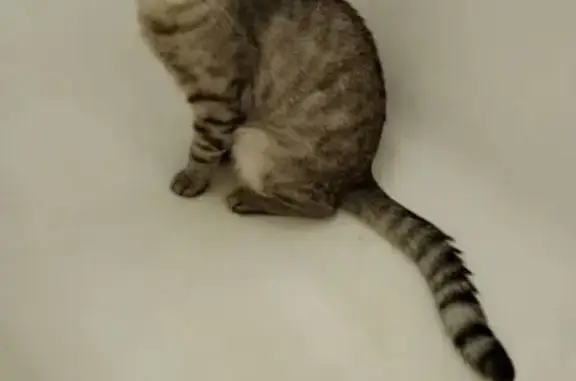 Кошки потеряшки, Ульяновск, фото: Потеряшка кошка, Камышинская 53, Ульяновск