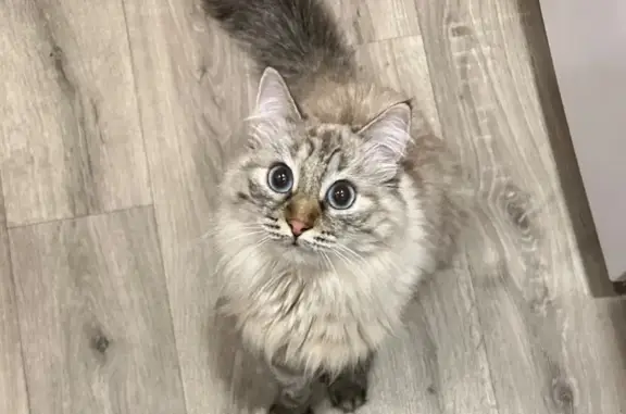 Кошки потеряшки, , фото: Потеряшка кошка, СНТ Металлург, 7 ул.