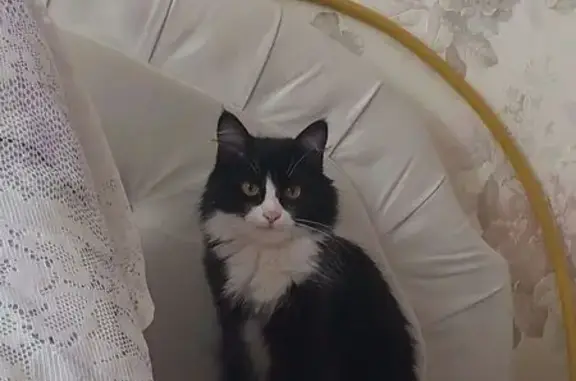 Кошки потеряшки, Добрянка, фото: Потеряшка кошка, ул. Гайдара 13, Добрянка