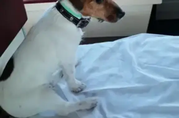 Собаки потеряшки, Кандалакша, фото: Потеряшка собака, Кандалакшское ш., 23