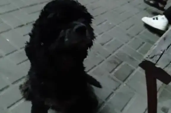 Найдена собака, пр. Авиастроителей, 12А