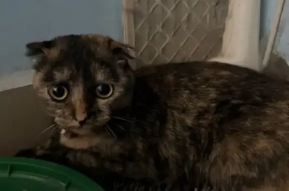 Найдена кошка, , фото: Кошка найдена, пр. Королёва 1, Омск