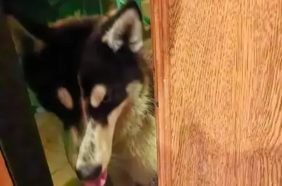 Найдена собака, Тула, ул. Руднева