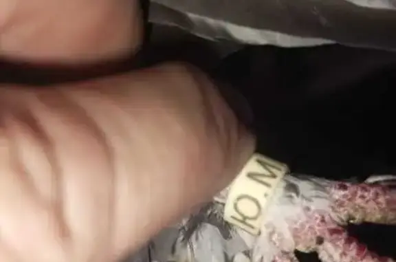 Объявления о пропавших и найденных животных, Орск, фото: Птица найдена: Дорожная ул., 13, Орск