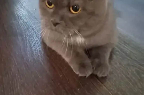 Кошка найдена, ул. Дзержинского, 83