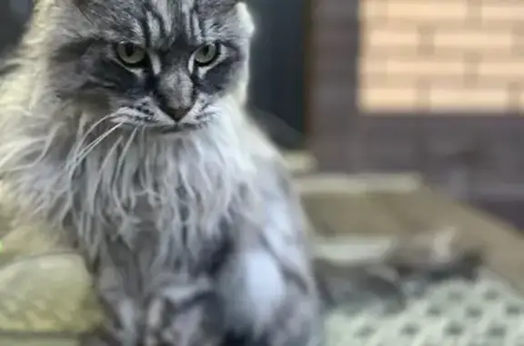 Найдена кошка, Иркутск, фото: Кошка найдена: Первомайская 175Б, Иркутск