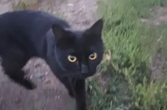 Найдена кошка, Маркова (иркутский), фото: Найдена чёрная кошка, переулок Фадеева, 3