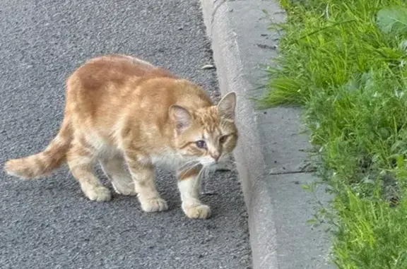 Найдена кошка, , фото: Кошка найдена у Луначарского 27/1