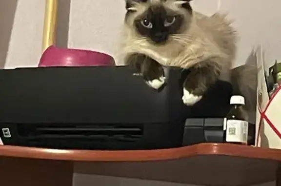 Кошки потеряшки, Череповец, фото: Потеряшка кошка, пр. Победы 177, Череповец