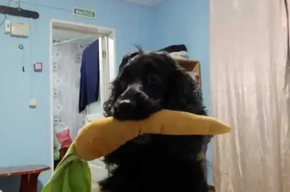 Пропала собака, Шоссейная ул., 19А, Волчанец