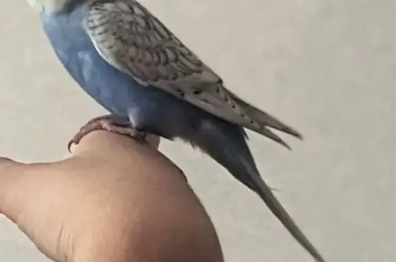 Попугай найден: Бассейная ул., 37