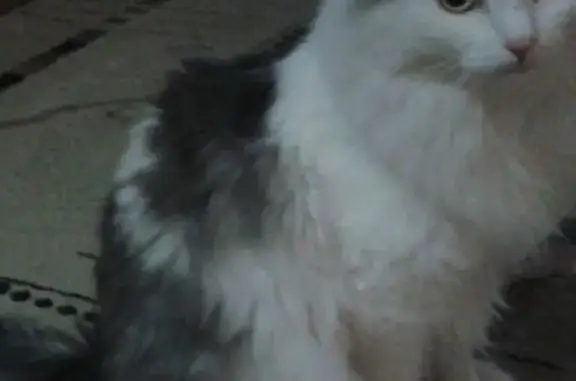 Пропала кошка, Томск, Томская область