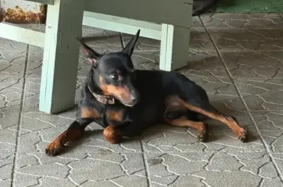 Найдена собака, Приморско-Ахтарск, фото: Собака найдена: Кубанская ул, 1, Прим-Ахтарск