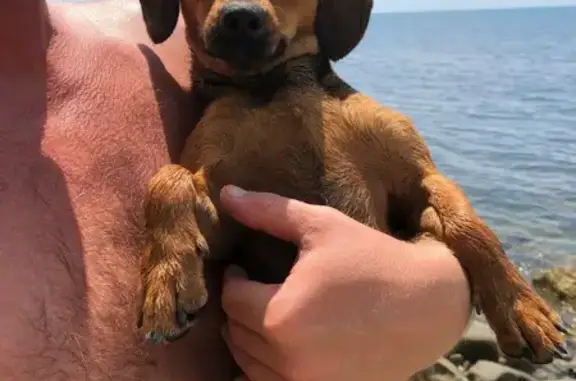 Найдена собака, Джубга, фото: Найдена собака, Джубга, Набережная