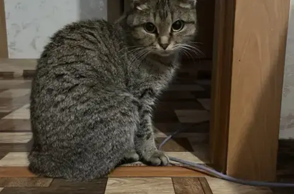 Найдена кошка, Красноярск, фото: Кошка найдена: Судостроительная 145, Крск