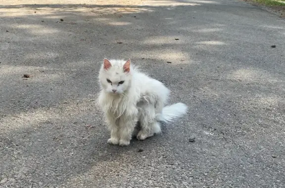 Найдена кошка, Зеленогорск, фото: Кошка найдена на Новой улице, Зеленогорск