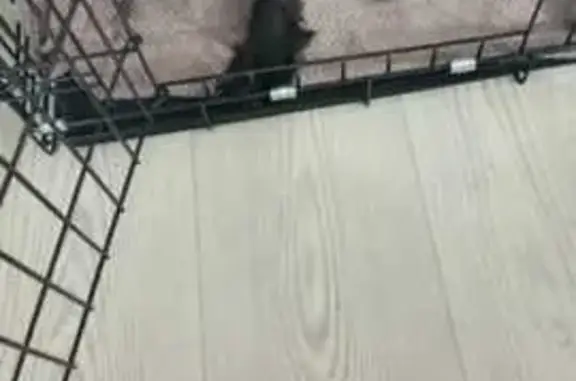Пропала собака у ул. Свободы, 6, Пенза