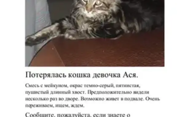 Кошки потеряшки, Барнаул, фото: Потеряшка кошка, ул. Титова, 24, Барнаул