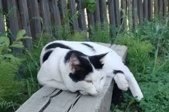 Пропала кошка, Берёзовая ул. 1, Маркова