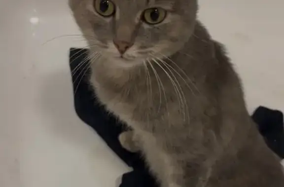 Найдена кошка, 2-я Камышинская 2А к1, Кемерово