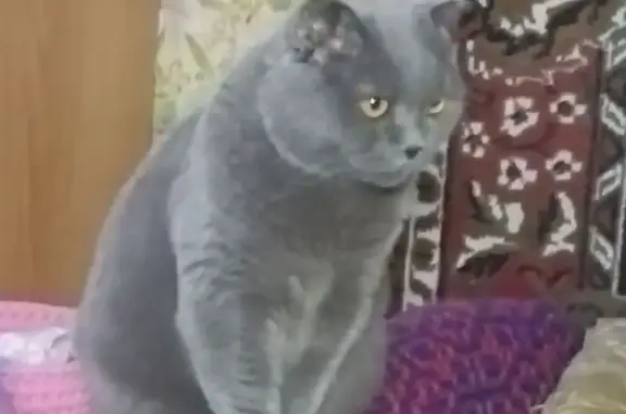 Кошки потеряшки, Кстово, фото: Потеряшка кошка, ул. Космонавтов, 5А, Кстово
