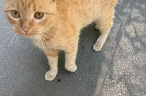 Найдена кошка, Ульяновск, фото: Кошка найдена: ул. Кольцевая 30, Ульяновск