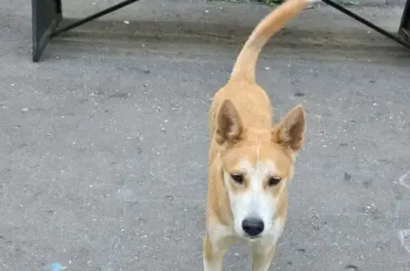 Найдена собака: пр. Мира, 157М, Кострома