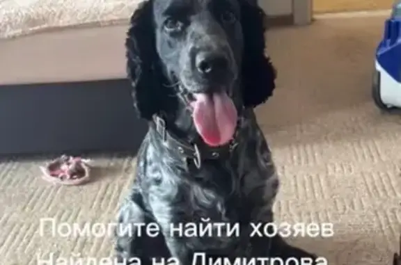 Спаниель найден на ул. Димитрова, 66, Барнаул