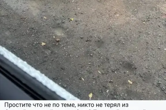 Найдена собака, Чурилково, фото: Найдена собака Сао, Чурилково