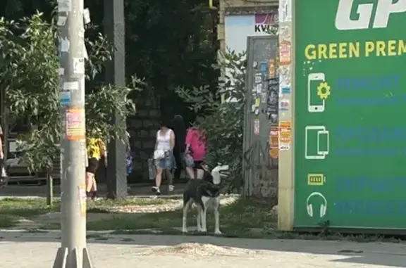 Хаски найдена, Днепровский пер., 108А