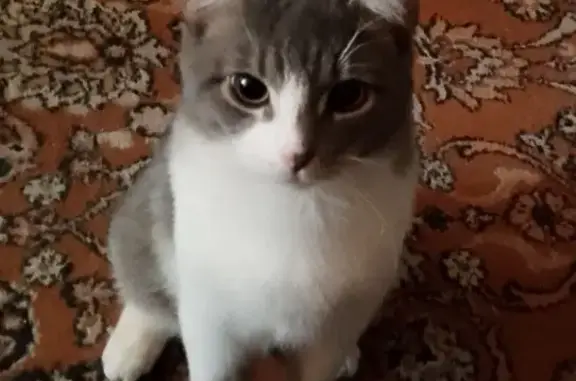 Пропала кошка, Станкозаводская 27, Рязань
