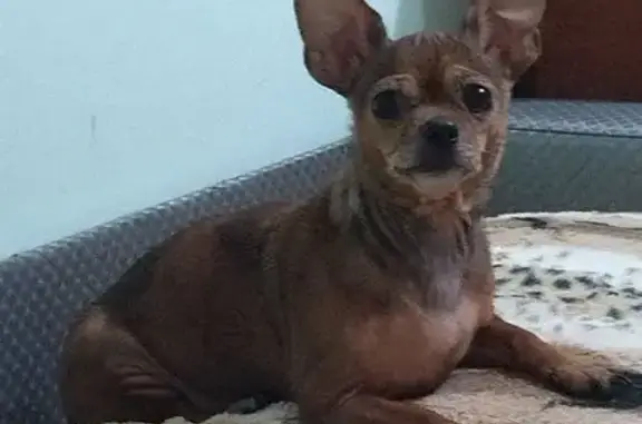 Потерянные животные Ханты-Мансийск, фото: Пропала собака, Ханты-Мансийск, Студенческая