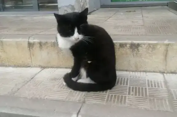 Найдена кошка, 2-я Владимирская 52 к2