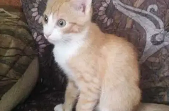 Кошка найдена, Тихий переулок 25, Томск