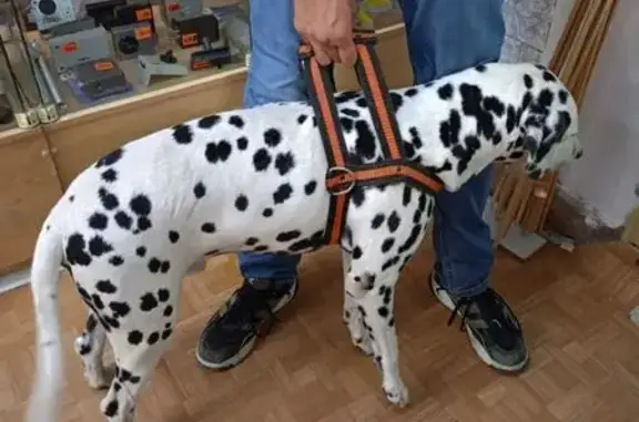 Долматинец найден: Алексеевская 19, Волгоград